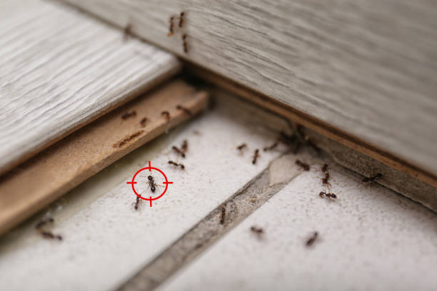 Best Affordable Pest Control Services  in Fort Hood, TX