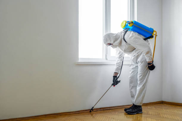 Wasp Removal Services in Fort Hood, TX