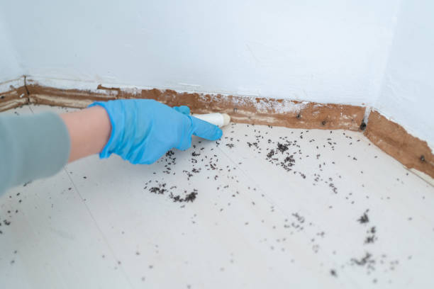Best Bed Bug Extermination  in Fort Hood, TX